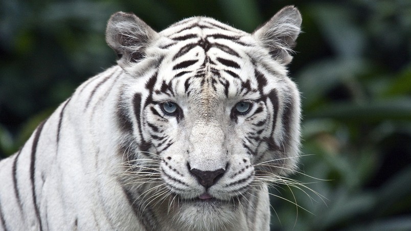 White Tiger wallpaper