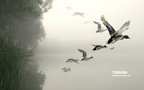 Toshiba birds in the air