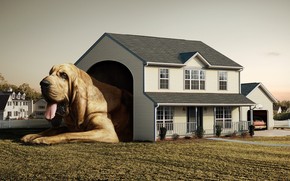 Dog Real House