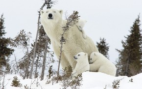 Happy Polar Bear Family wallpaper
