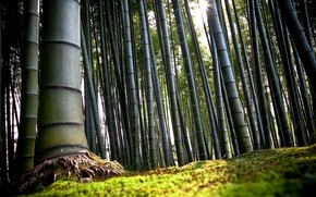 Forest Bamboo wallpaper