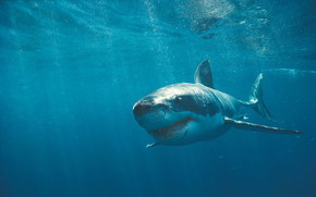 White Shark wallpaper