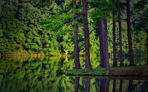 Green Forest and Lake