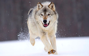 Running Wolf wallpaper