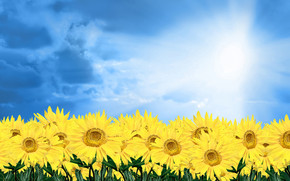Summer Sunflowers wallpaper