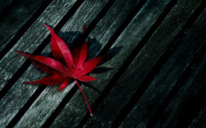 Red Fallen Leaf