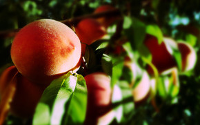 Blurry Peaches wallpaper
