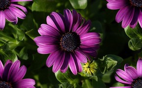Great Purple Spring Flower