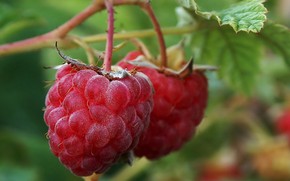 Macro Raspberries wallpaper