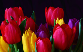 Colourful Tulips wallpaper