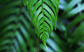 Dangling frond
