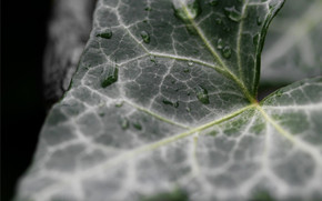 Dark Ivy leaf wallpaper