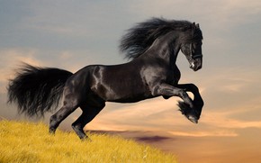 Amazing Black Horse wallpaper