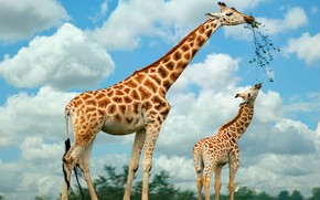 Happy Giraffe Family wallpaper