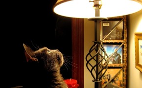 Cat looking at the lamp wallpaper