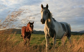 Two Horses wallpaper
