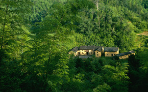 Houses in Forest