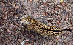 Leopard Frowning