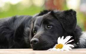 Black Beautiful Dog