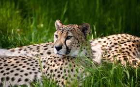 Cheetah Beauty
