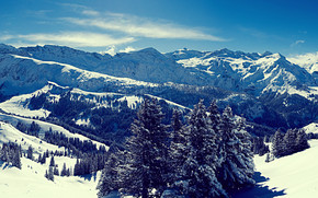 Superb Winter Forest View wallpaper