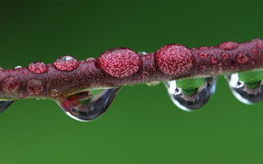 Droplet magnified branch wallpaper