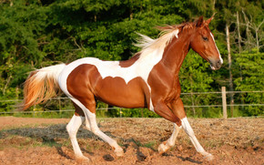 Horse With White Spots wallpaper