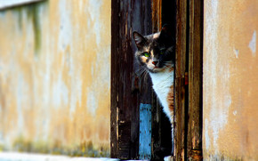 Venetian Cat