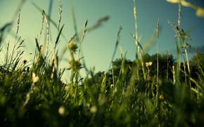 Evening Grass