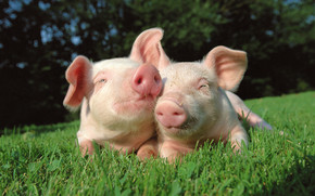 Pigs in Love wallpaper
