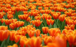 Orange Tulips wallpaper