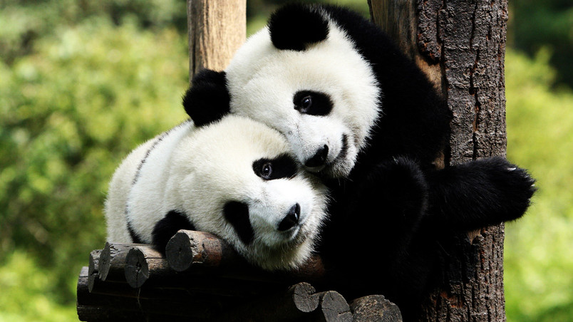 Panda Bears in Love wallpaper