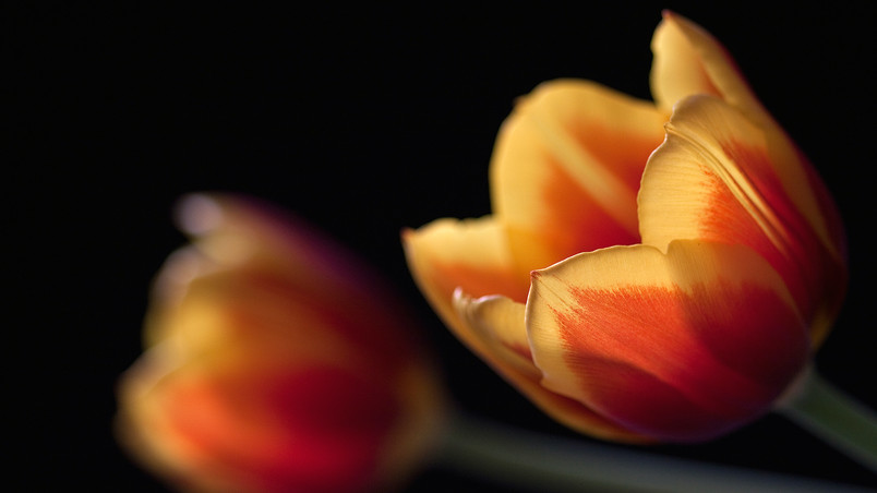 Tulips in orange wallpaper