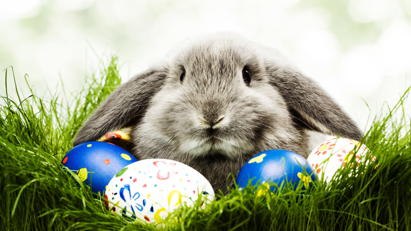The Easter Bunny wallpaper
