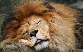 Lion Sleeping wallpaper