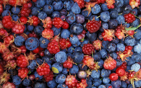 Alaska wild berries wallpaper