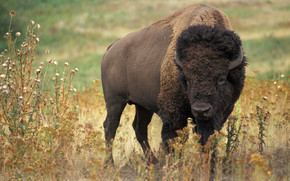 American bison wallpaper