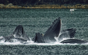 Whales bubble net feeding wallpaper