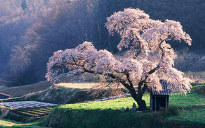 Beautiful blossoming tree