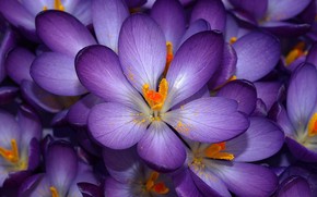 Purple Flower wallpaper