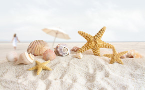 Seashells and Starfish wallpaper