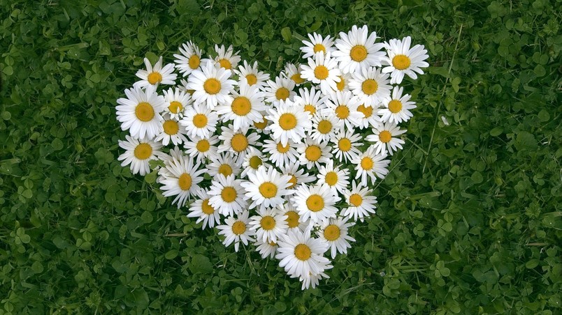 Flower Heart wallpaper