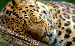 Cute Leopard Sleeping