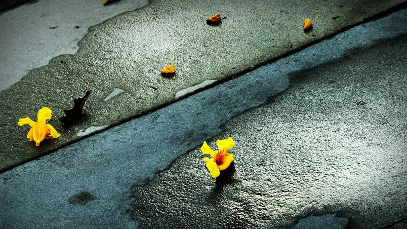 Sprinkled Flowers wallpaper