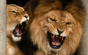 Angry Lions
