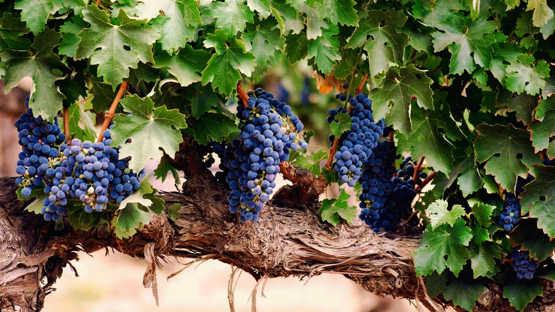 Blue Grapes wallpaper