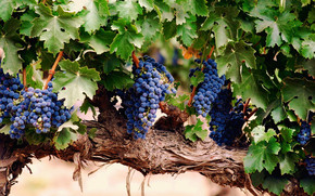 Blue Grapes wallpaper