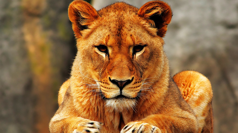 Lion Female wallpaper