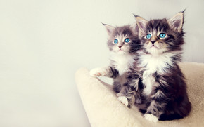 Gorgeous Kittens wallpaper