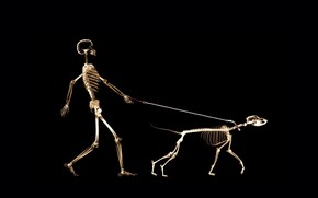 Skeletons Walking